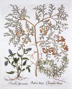 Hortus Eystettensis出身のSelf-Heal and Yellow Bugleのホワイトシーダー、バジルベスラー作（1561-1629）、パブ。 1613（手描きの彫刻） 作： German School